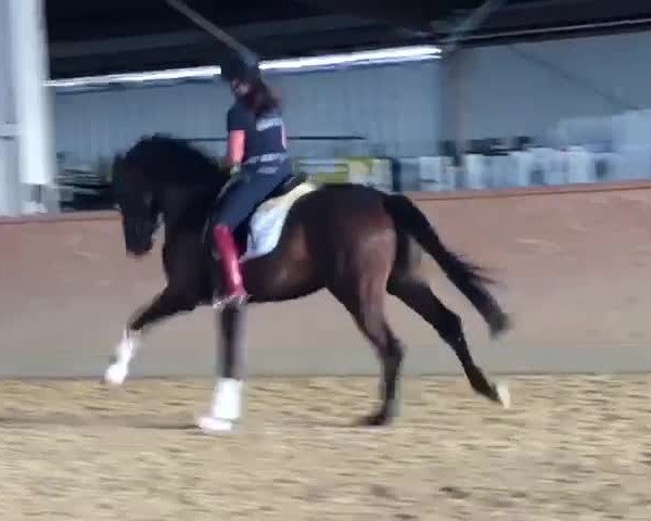 Video of Darwin Duke of Wellington S