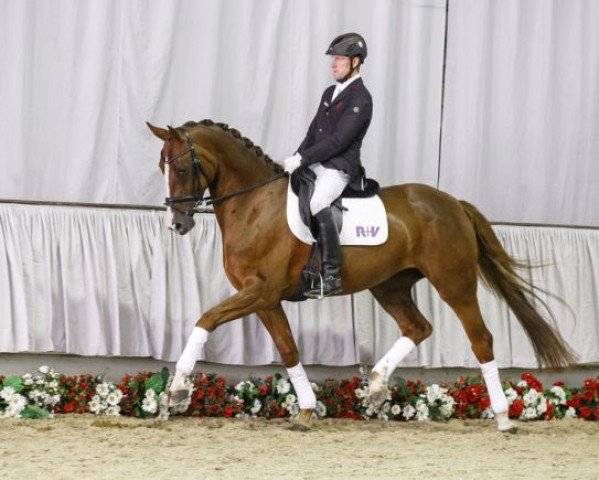 Pferd Daydream (Westfale, 2011, von Dankeschön)