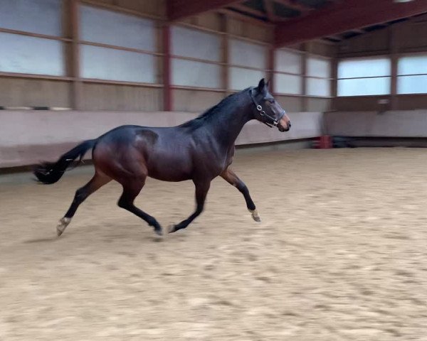 Video von Dolce Desiderio