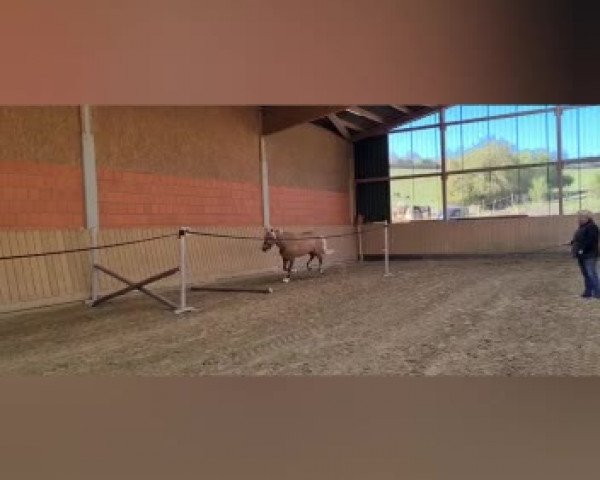 Video of Wichtig junior S (6,05% ox)