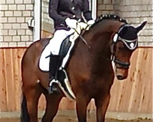 dressage horse Licosar (Oldenburg, 2008, from Licotus)