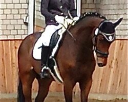 dressage horse Licosar (Oldenburg, 2008, from Licotus)