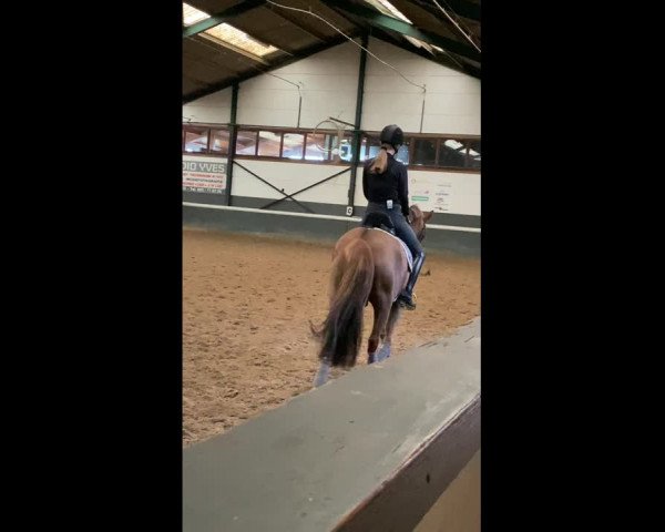 Video von Timon