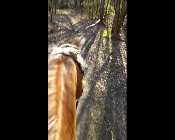 Video di Quent