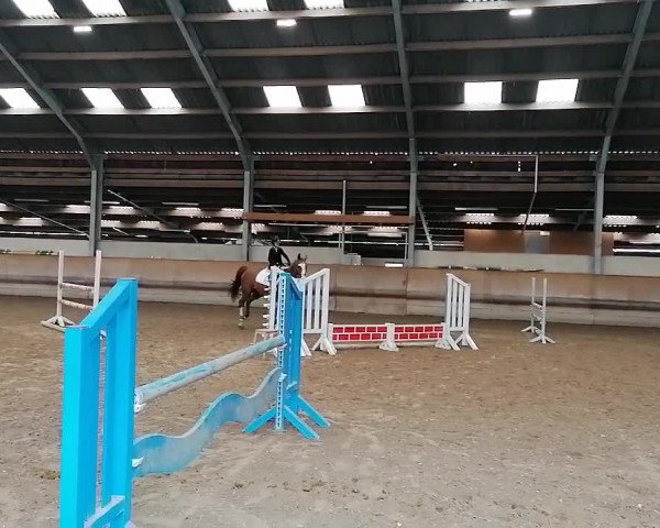 Video of Leonidas 135