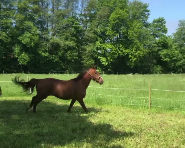 Video von Wilhelmsruh''s