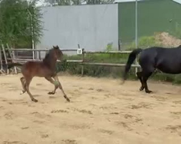 Video von True Hope