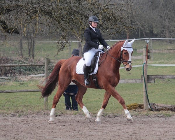 dressage horse Ferres 15 (Westphalian, 2004, from Floresco NRW)