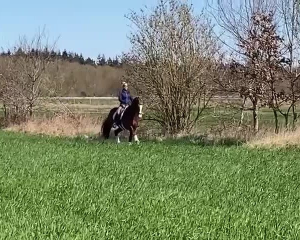 Video of Dream of Gold