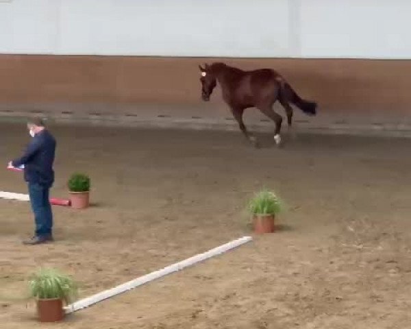 Video of Wilhelmsruh''s