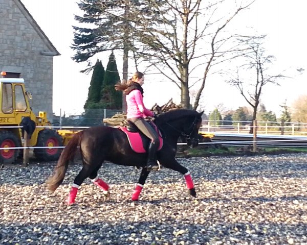 dressage horse Coco Girl 2 (German Riding Pony, 1996, from Unbekannt Pony)