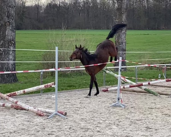 Video of Elixir France