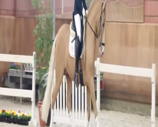 Video of FS Mr. President
