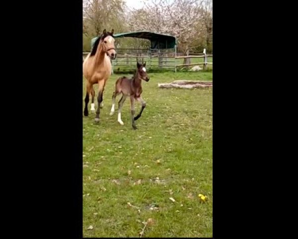 Video of Crimskrams