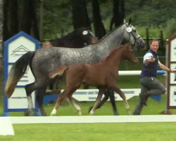jumper Pilotprojekt (Westphalian, 2014, from Pilothago Dxb)