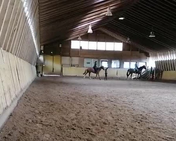 Video of Lothars Lollipop