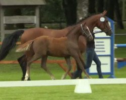 jumper Bourani (Westphalian, 2014, from Dagobert 106)