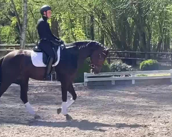 Video of Feine Dame GS