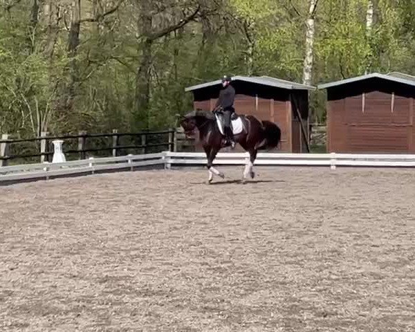 Video of Feine Dame GS