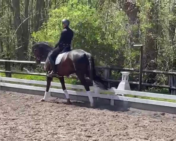 Video of Feine Dame GS