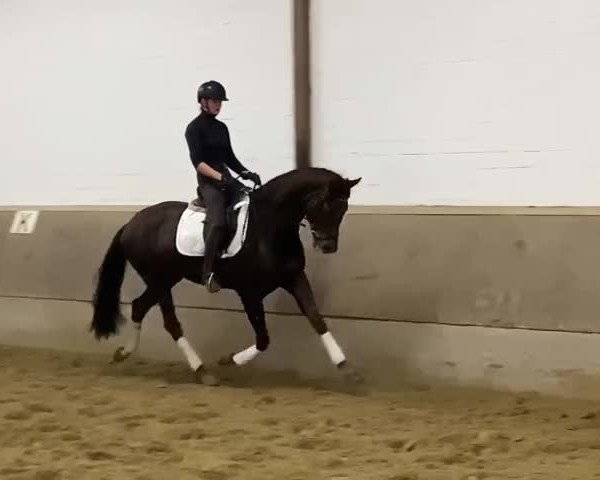 Video of Feine Dame GS