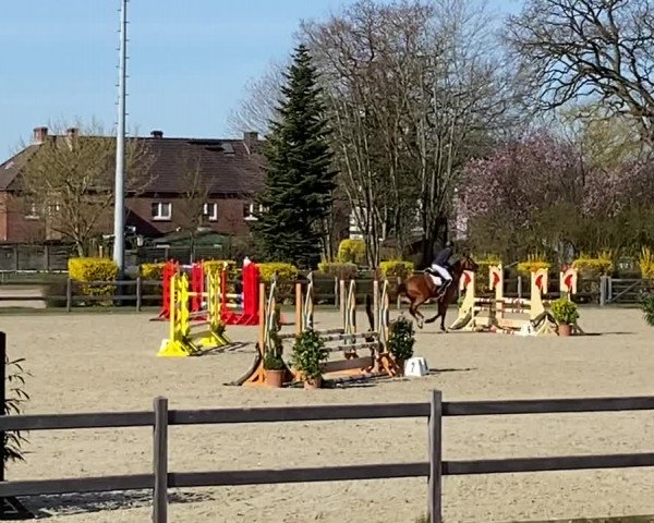 Video von Cevisto