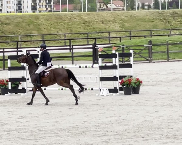 Video von Lordano's Boy 2