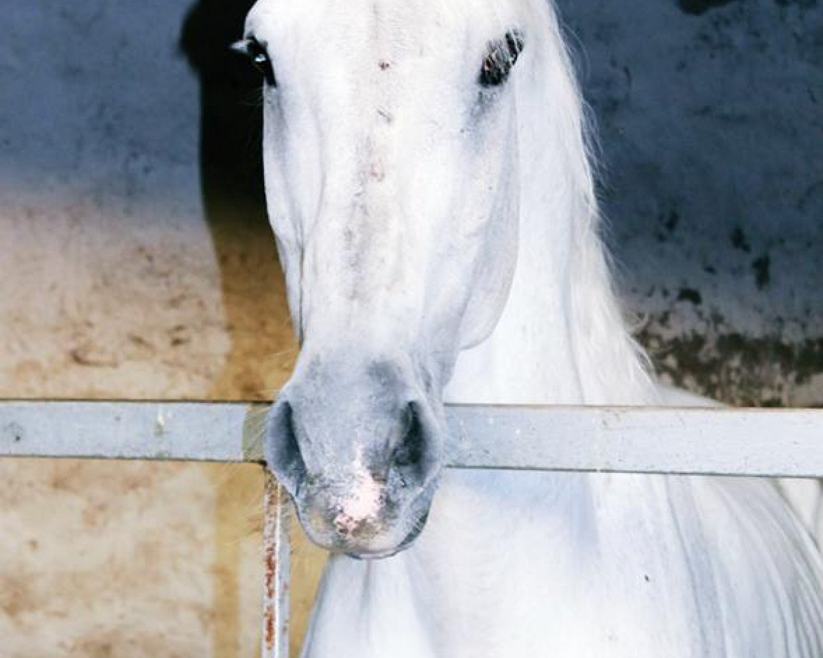 Deckhengst Corrodano (Holsteiner, 1990, von Corrado I)