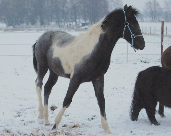 dressage horse Zephir (Pinto / Small Riding Horse, 2009, from Zinto)