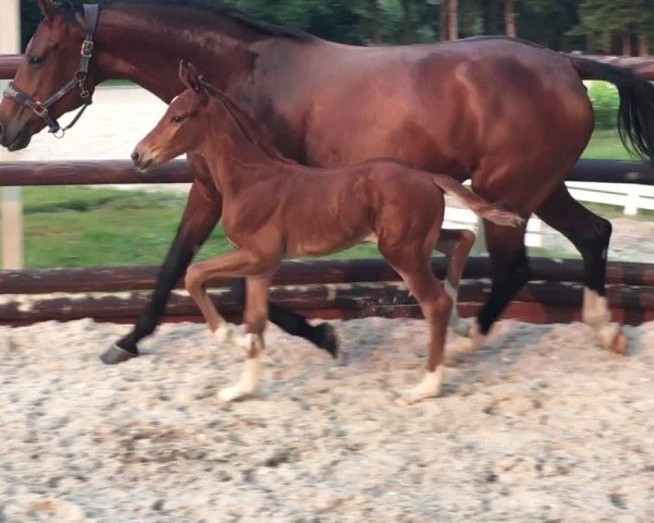 Video of Finnigan's Skyfall Ab