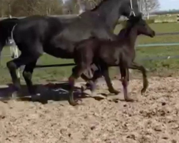 Video of Laniro