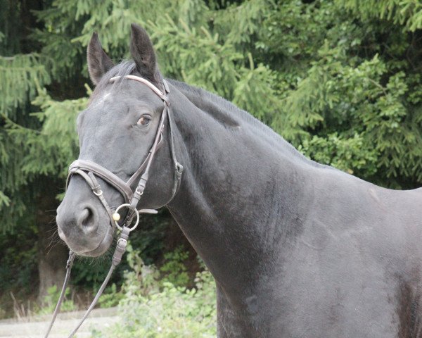 horse Emil von der Heide (Hanoverian, 2000, from Escudo II)