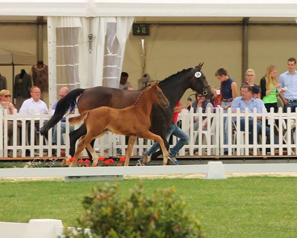 horse Scudo W (Westphalian, 2014, from Scuderia)