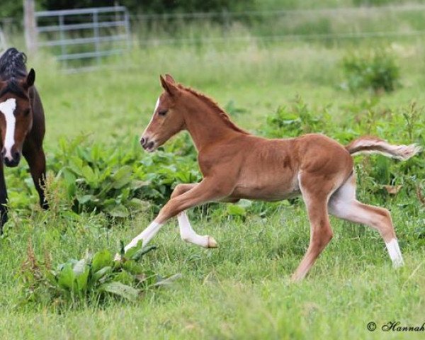 dressage horse Rm Djosephine (German Riding Pony, 2014, from Dreidimensional AT NRW)