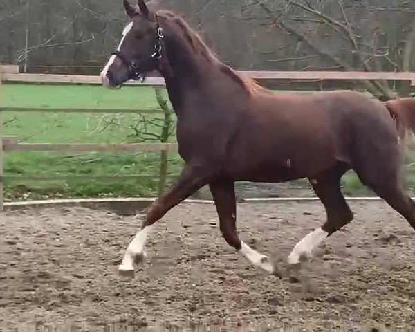 Video of Famigo