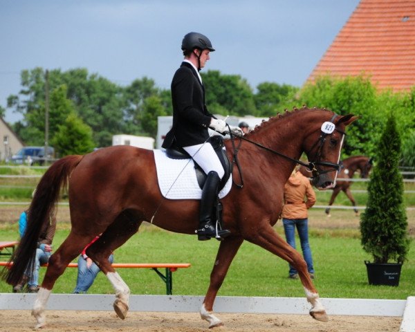 dressage horse Quentin 76 (Hanoverian, 2008, from Quaterback)