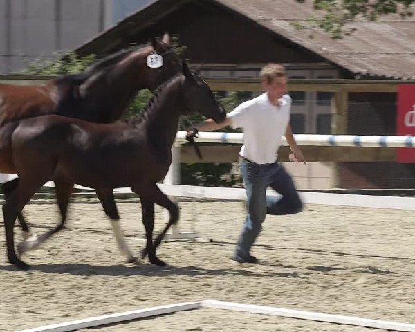 Video of Origia PZM