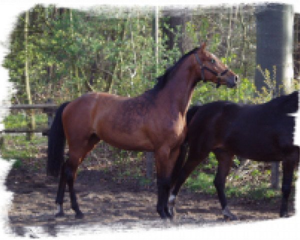 broodmare A-Cosmopolitan (Holsteiner, 2008, from Coriano)