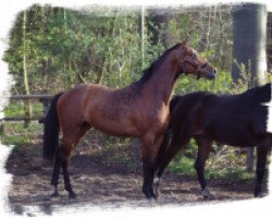 broodmare A-Cosmopolitan (Holsteiner, 2008, from Coriano)
