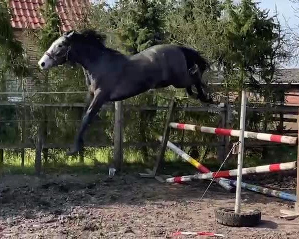 Video of Un Uccello