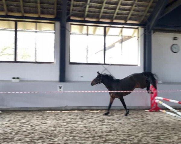 Video of Lonkens Roslin