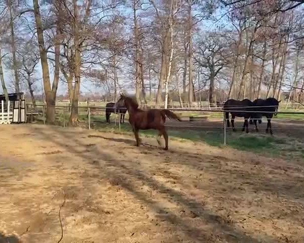 Video von Nepenthes