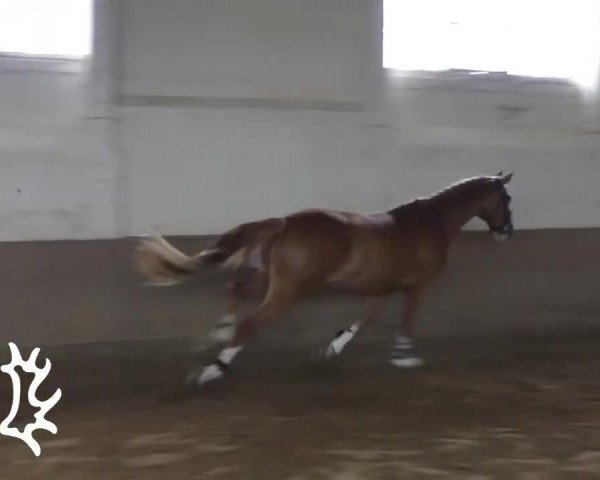 Video of Serbowmer