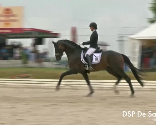 Video of DSP de Sandro