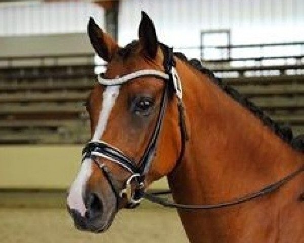 broodmare Cherie de Luxe (German Riding Pony, 2010, from FS Champion de Luxe)