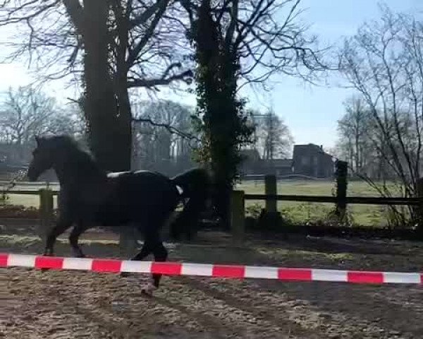 Video von Nero