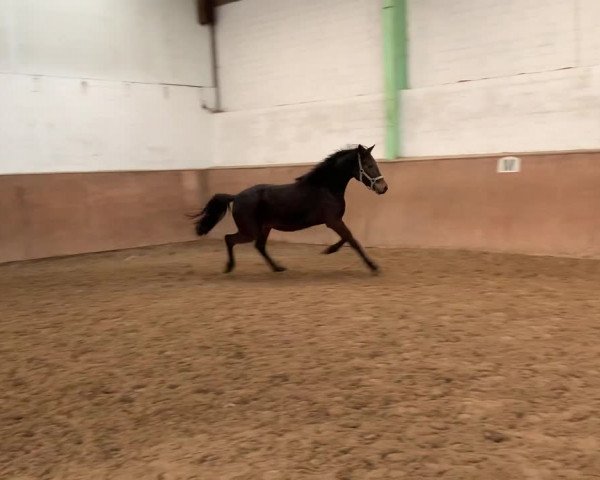 Video di Dallmayr to Go