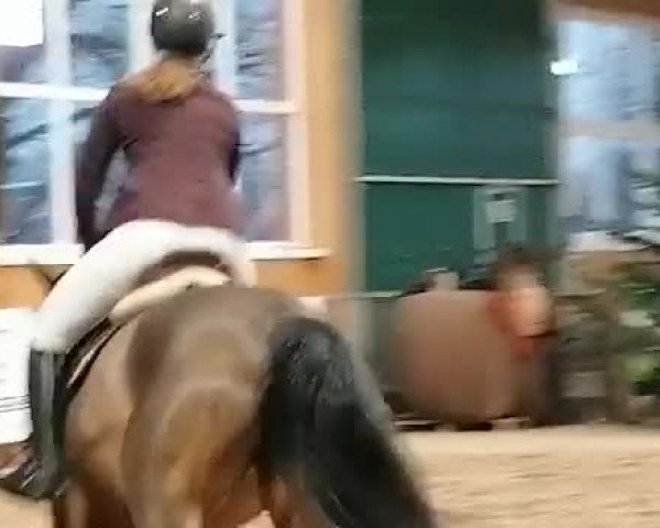 Reitturnier Holle-Wüsting 2021