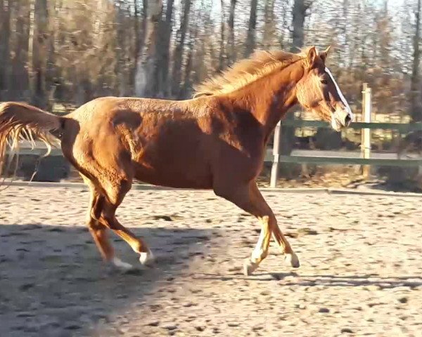 Video of My forever Dancing Queen