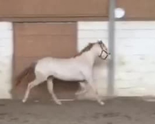 Video of Chata Lya